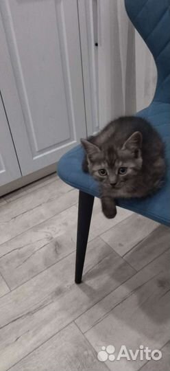 Отдам в добрые руки