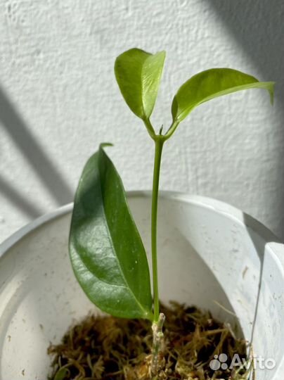 Хойя хоя hoya Danumensis