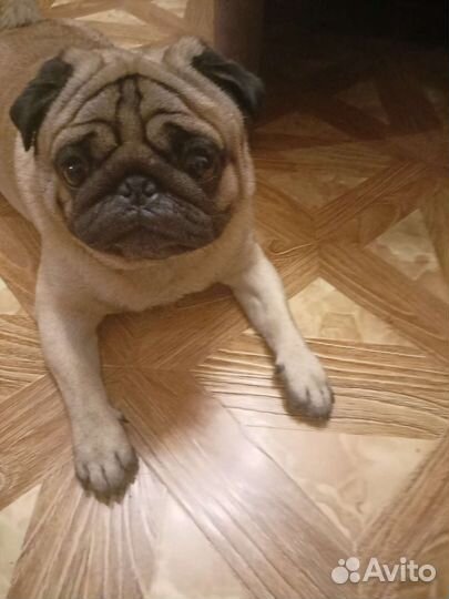 Вязка Мопса Мальчика