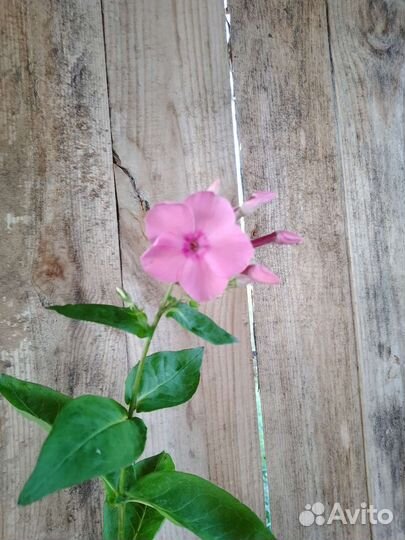 Флокс метельчатый Фобос, народный, белый Даниэль