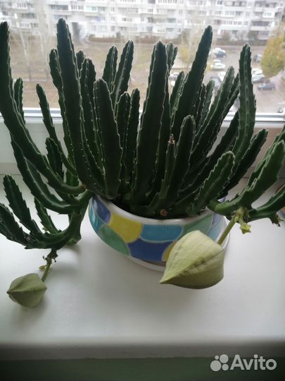 Стапелия, любителям суккулентов