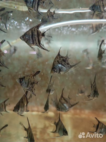 Рыбки скалярии