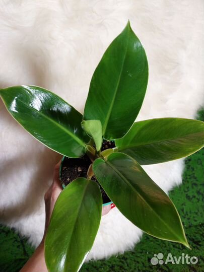 Филодендрон олимпия