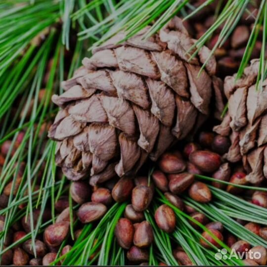 Шишка кедровая орех