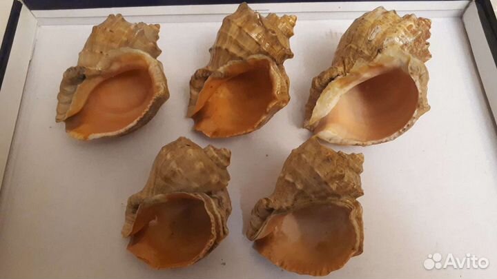Ракушки
