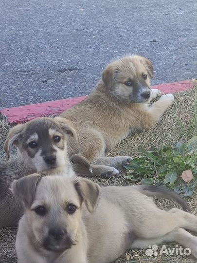 Маленькие щенки ищут дом