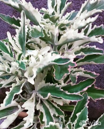 Каланхоэ laciniata variegata