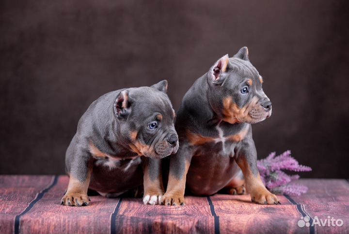 Щенок Американский Булли