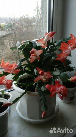 Декабрист, Гиппеаструм в наличии 5 штук