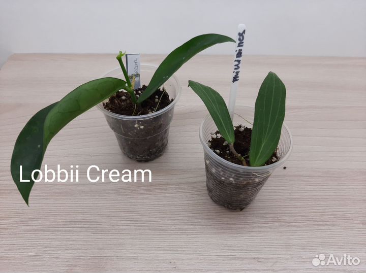 Хойи и Дисхидии