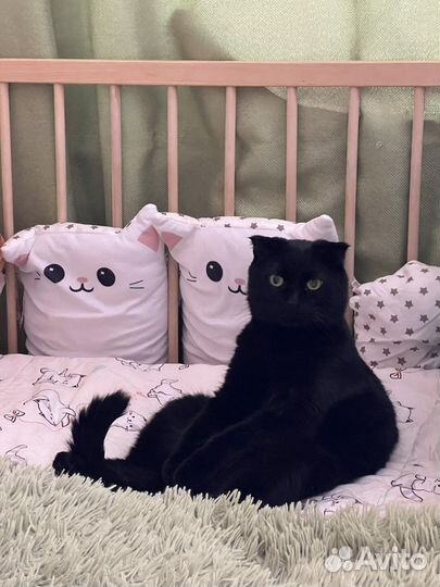 Зооняня / Передержка кошек