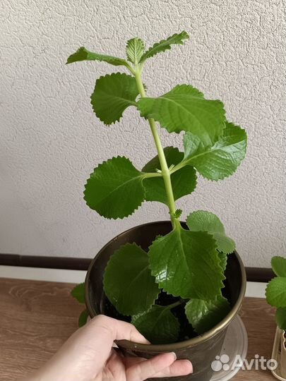 Плектрантус мята