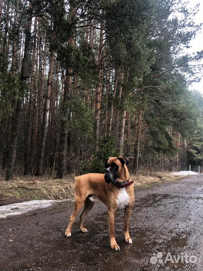 Собака боксер