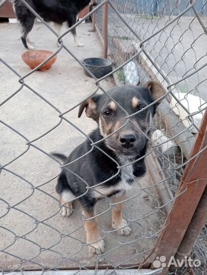 Щенок девочка