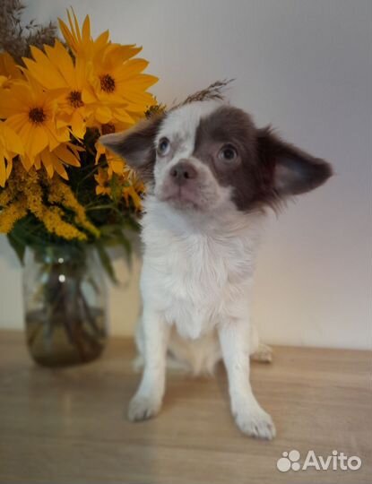 Чихуахуа девочки