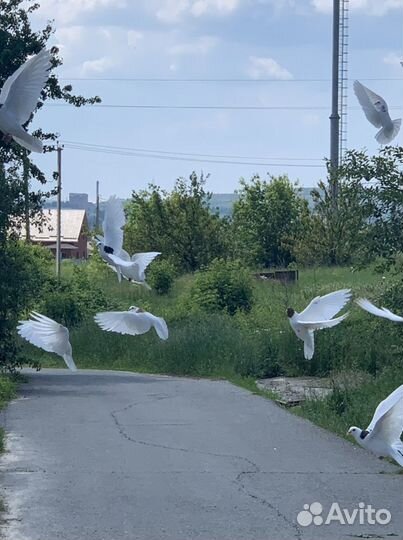 Молодые гривуны,бойные, белые голуби для свадьбы