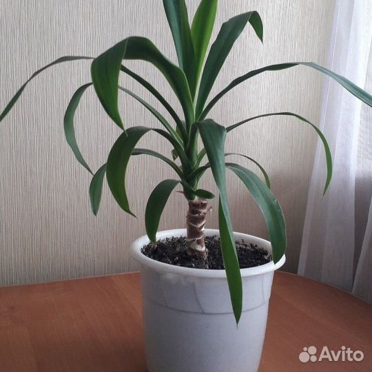 Юкка