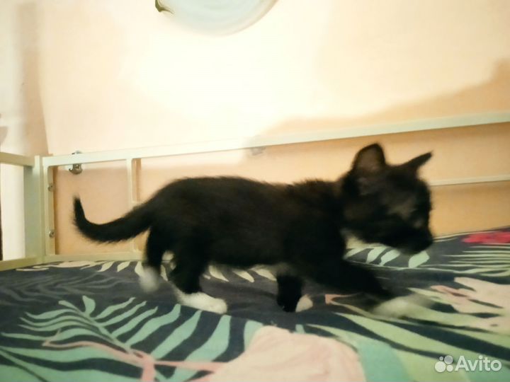 Котята девочки