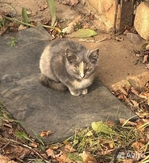 Отдам Котенка в добрые руки