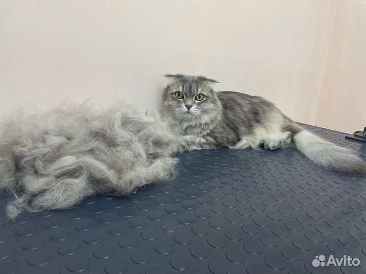 Грумер собак и кошек