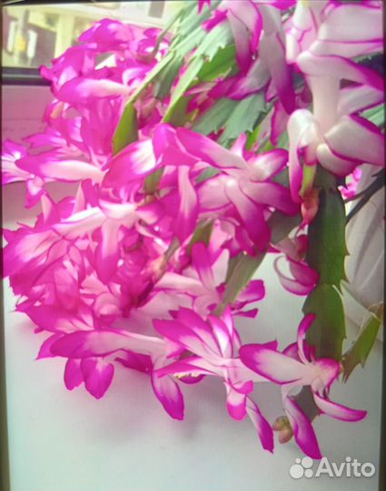 Декабрист шлюмбергера