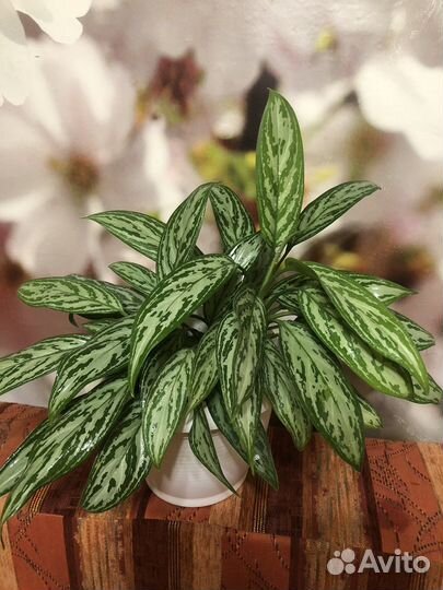 Аглаонема сильвер квин