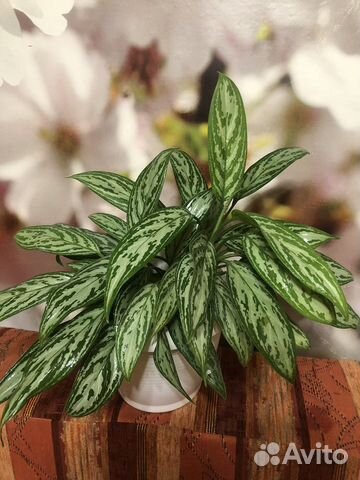 Аглаонема сильвер квин