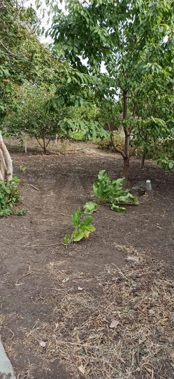 Участок 6 сот. (ИЖС)