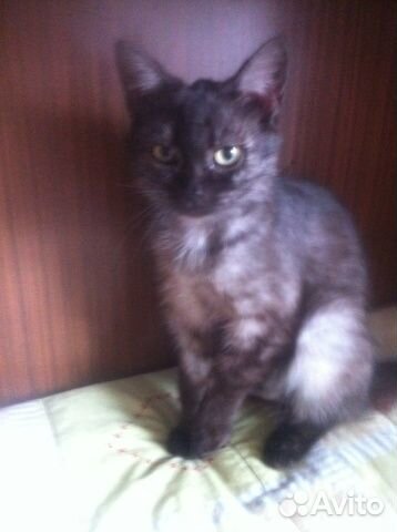 Дымчатая кошечка