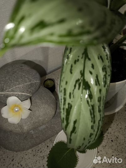 Аглаонема Сильвер квин