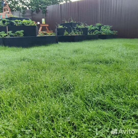 Семена посевного газона, Рулонный газон