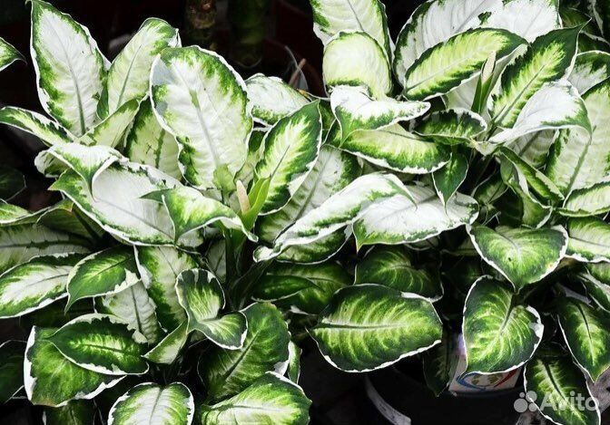 Комнатные растения цветы