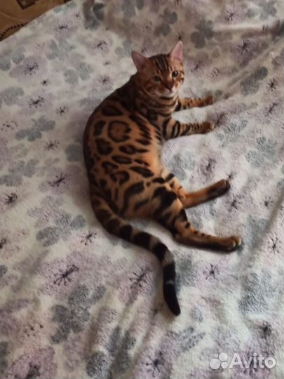 Бенгальский кот вязка