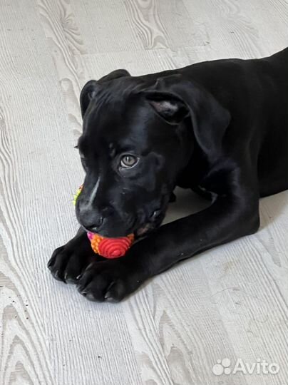 Передержка животных