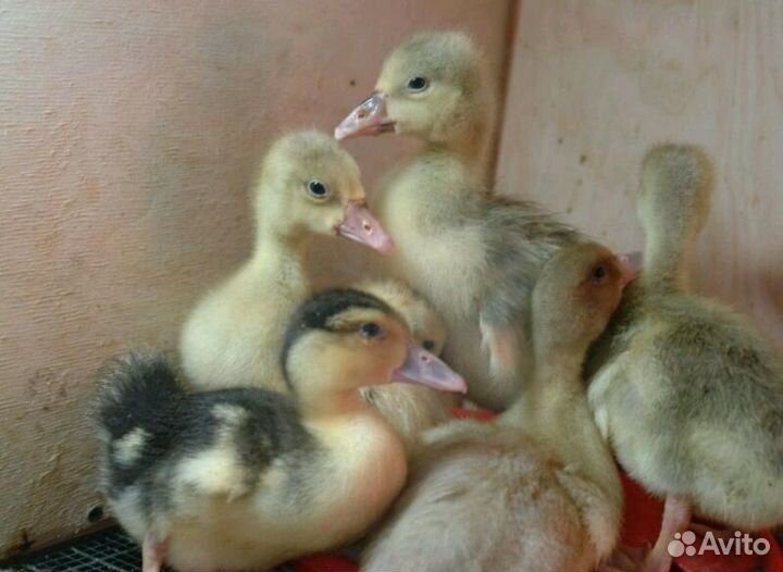 Гусята