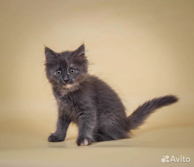Пушистый котенок Никки (2 мес)