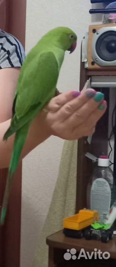Ручной.Ожереловый попугай