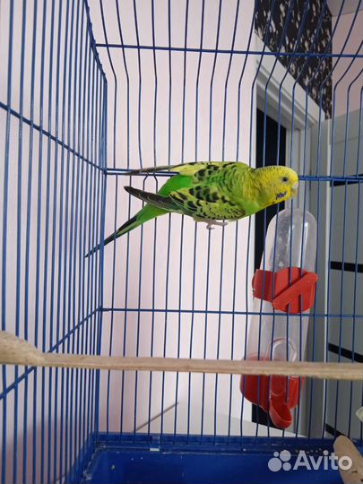 Волнистый попугай с клеткой