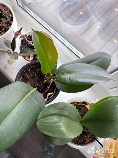 Фикус каучуконосный