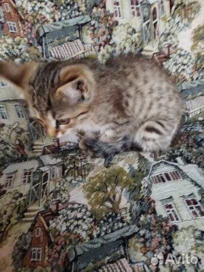 Кошка(без лапки) в дар бесплатно