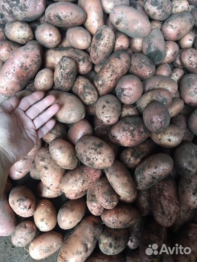 Картофель домашний