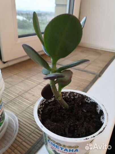 Суккуленты(денежное дерево)