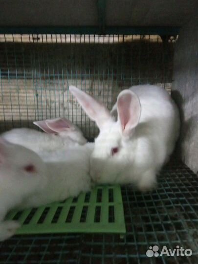 Чистая порода