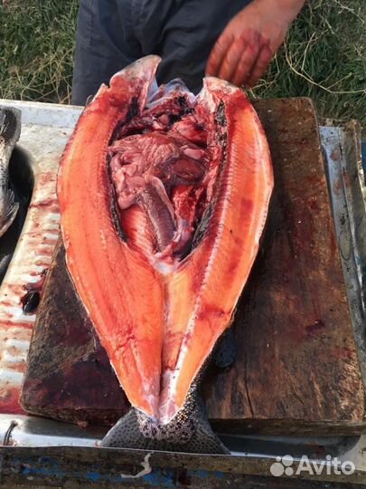 Форель охлажденная оптом