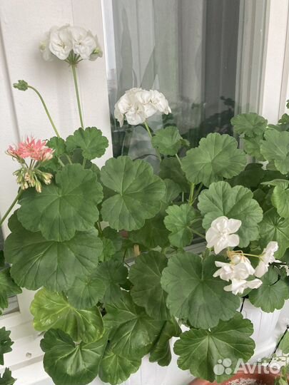 Пеларгония герань белая