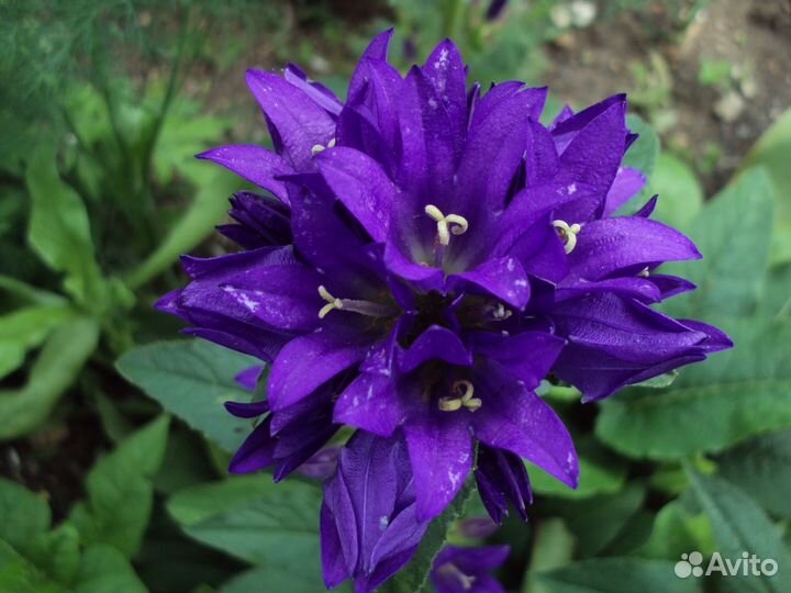 Растения для сада