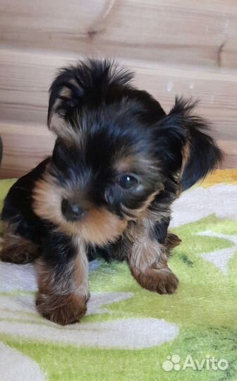 Йоркширский терьер