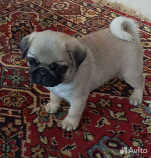 Щенки мопса