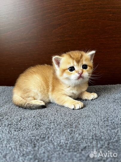 Шотландские котята