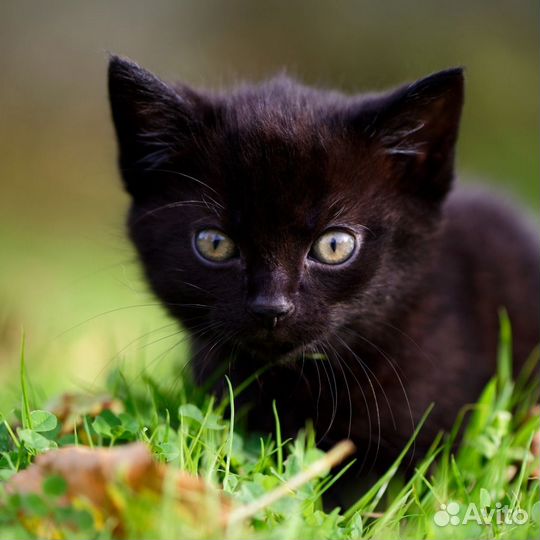 Котенок бесплатно